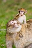 Young barbary ape on mothers back