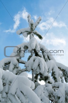 Snowy christmas tree