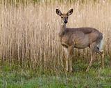 Whitetail Deer  Doe(Odocoileus virginianus)