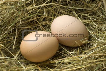 new-laid eggs