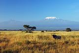 Gnu resting in savannah with Kilimanjaro in the background