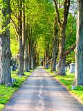 Small Road In Cemetery, Edged With Green Trees