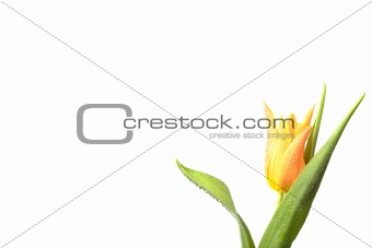 Isolated Tulip