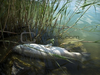 Dead fish (grass carp - Ctenopharyngodon idella) on the lake