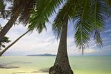 tropic palm