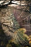 Spiderweb