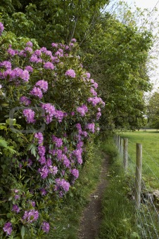 Rhododendron  path