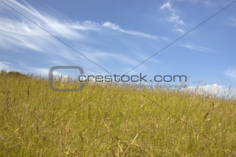 Grass and sky