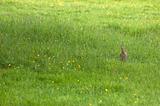 Rabbit in a field
