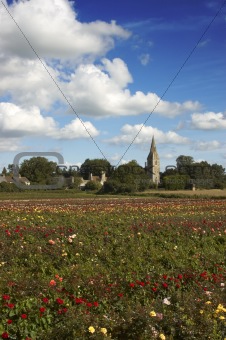 Rose fields