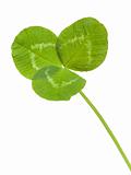 clover leaf isolated