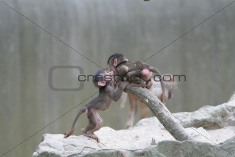 Playing macaque kids