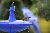 Fountain with silhouette of bird