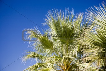 Palm tree USA (AM)