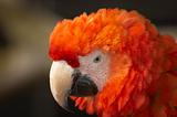 Red Macaw 