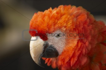 Red Macaw 