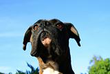 Boxer Dog Headshot