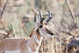 antelope in the wild