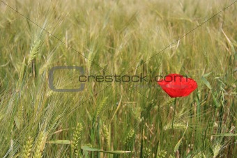 1 Poppy