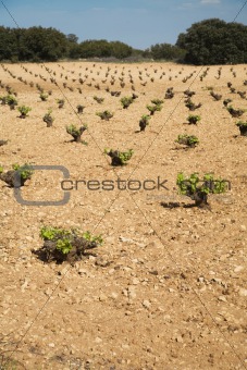 vine plant field