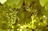 Green grapes in a wineyard