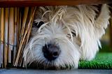 Little terrier under bannister