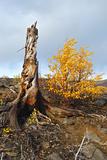 Stump and yellow birch