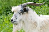 male goat grazing