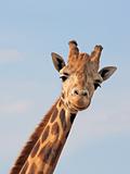 Giraffe Looking