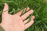 Hand touching the grass