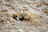 beach crab