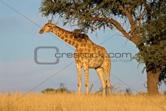 Giraffe and Acacia tree