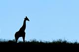 Giraffe silhouette