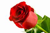 A Single red rose,Isolated On  white background.