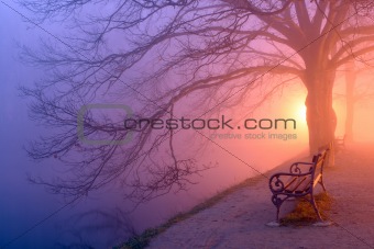 Bench and tree