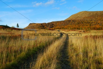 Road through meadow