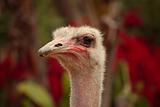 Ostrich close up.