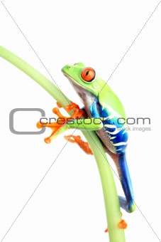 frog climbing plant isolated on white