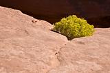 Red Sandstone Arizona USA (OL)