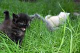 group of  kitten in grass