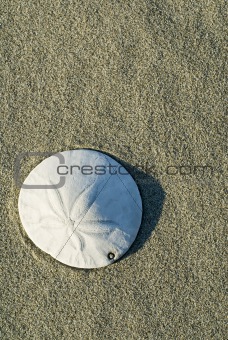 Sand dollar on beach