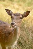 Wild roe deer Germany (IR)