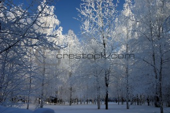 snow-bound trees
