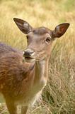Wild roe deer Germany (IQ)