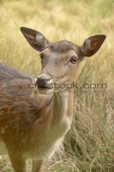 Wild roe deer Germany (IQ)