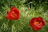 Two poppy seed blossoms