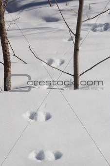 Hare footprint