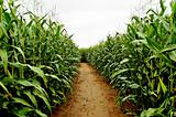 row of corn at a farm
