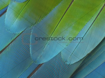 color feather close-up