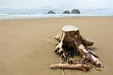 Tree Stump in the Sand